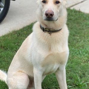 Meet your Posher, Calbertkennel